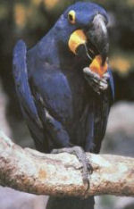 Macaw bird eating.