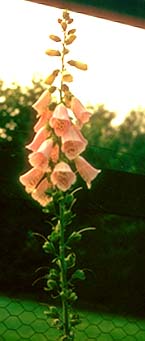 Foxglove