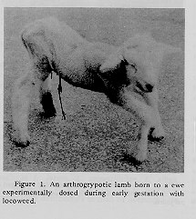 arthrogrypotic lamb