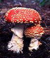 <i>A. muscaria</i> var.<i>muscaria</i> Mushrooms