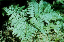 Bracken Fern