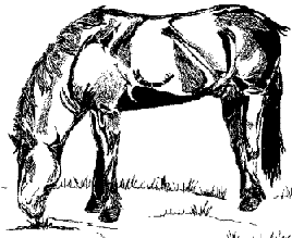 Horse eating grass.