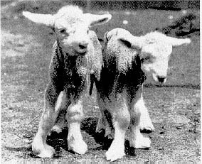 Lambs