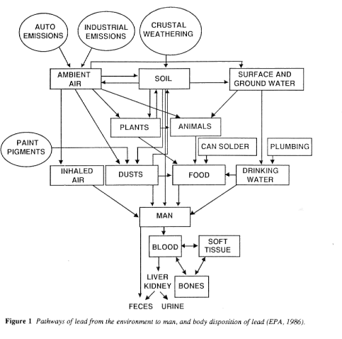 Pathways of lead from the environment to man, and body disposition of lead.