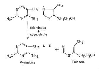 thiaminase + cosubstrate