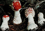 A. muscaria var.muscaria Mushroom