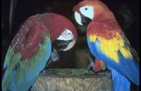 Amazonian macaws