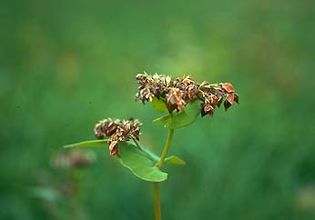 Buckwheat