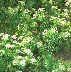 Poison Hemlock