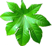 Castor Leaf