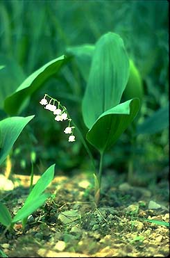 Plants Poisonous to Livestock - Animal Science - Cornell University