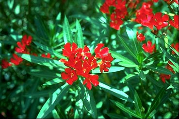 are oleander plants poisonous to cats and dogs