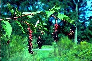 https://poisonousplants.ansci.cornell.edu/images/pokeweed2.jpg