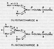 oligosaccharide