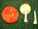 <i>A. muscaria</i> var.<i>muscaria</i> Mushrooms