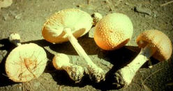 A. pantherina Mushrooms