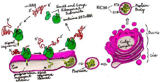 Ricin biosynthesis