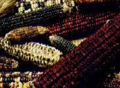 Indian corn.