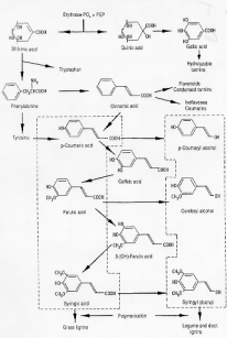 Shikimic acid pathway